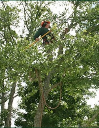 AAA Tree Experts