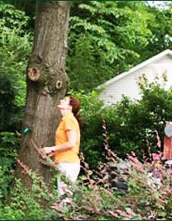 AAA Tree Experts
